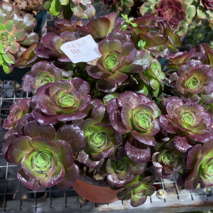 101玫瑰多肉植物