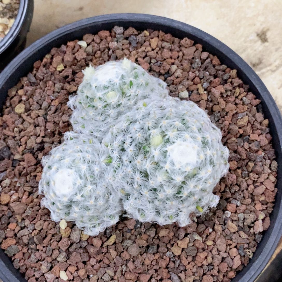 菡***鲤仙人球带盆羽毛明星