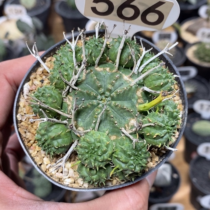 赵***专拍566号贵青玉大戟