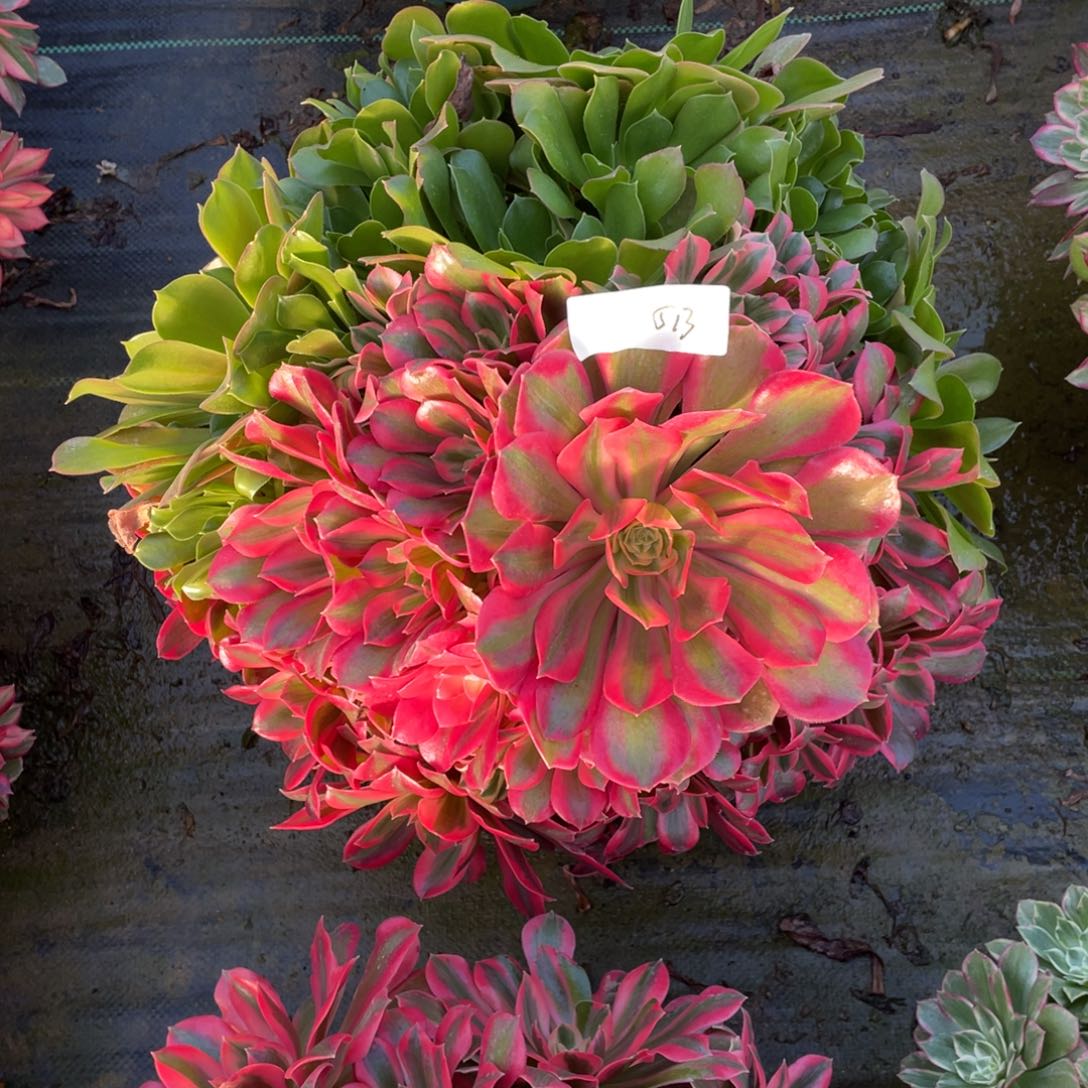 513111111111111111111