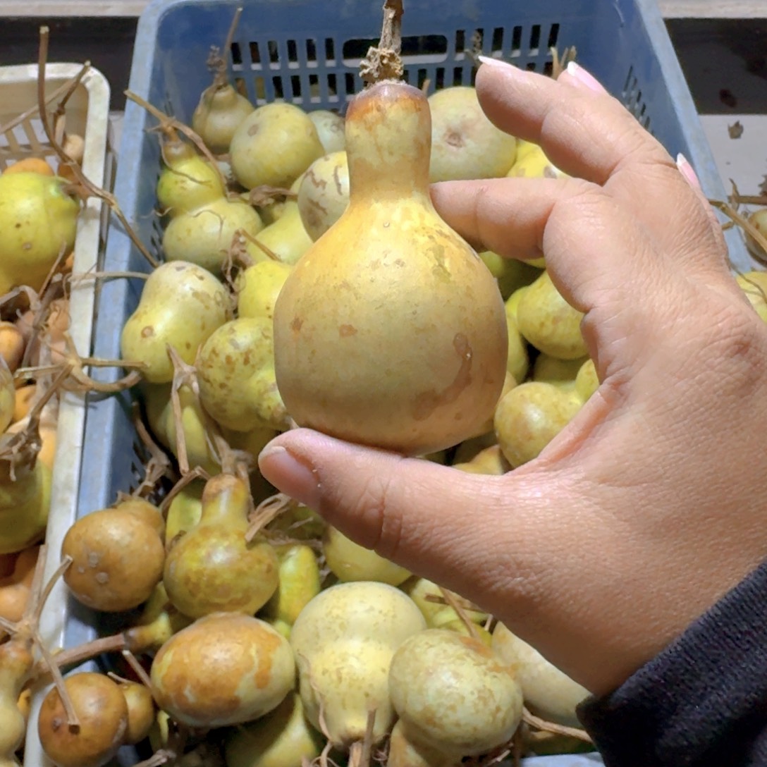 旋***姐青皮葫芦不保成不退不换