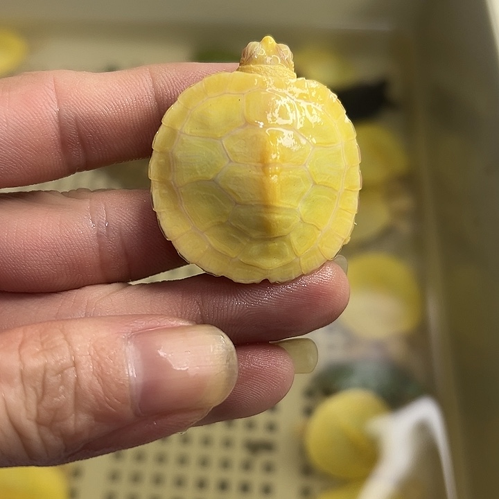 不分公母巴西彩龟