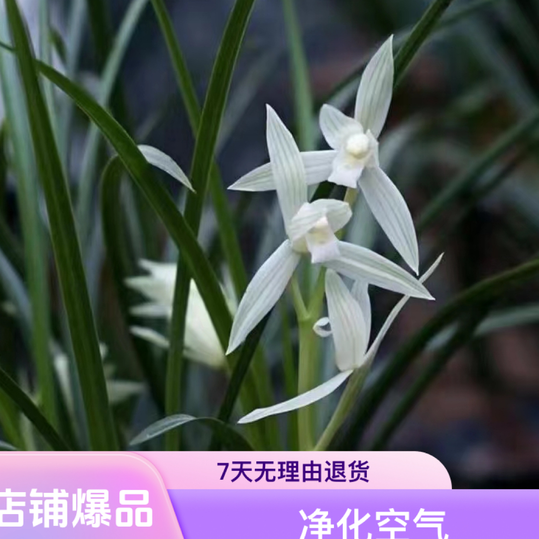 保山连瓣兰绿植鲜花1苗兰花直播间一物一拍植物阮迪慧室内东方