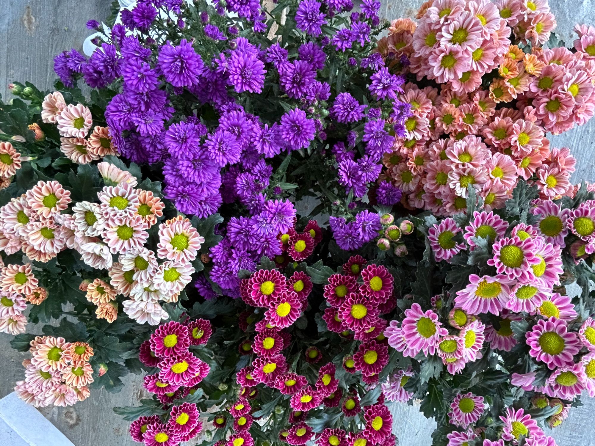 云南园地里【荷兰菊】多年生花期长耐寒适合阳台庭院新手易养护