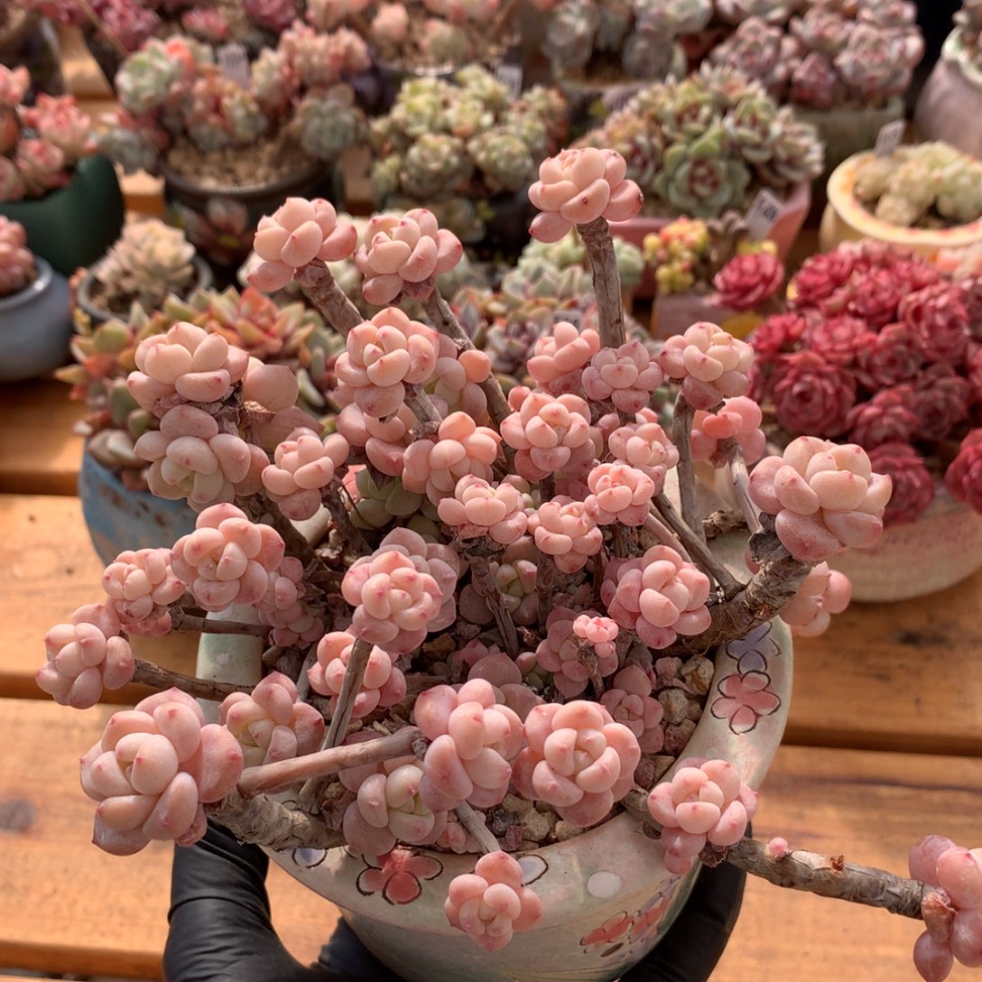 桃酥一物一拍 009