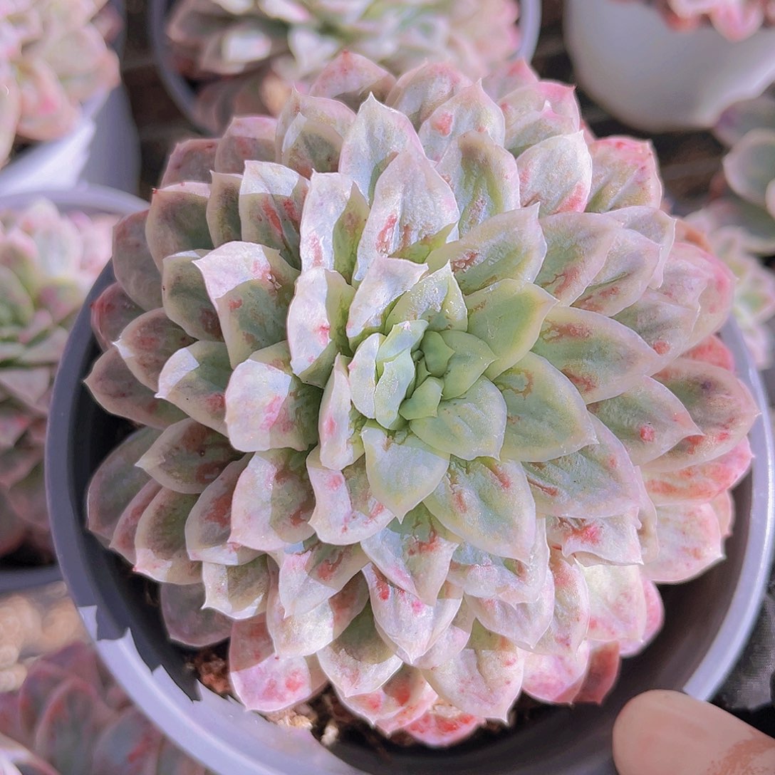 泡泡纱10.5公分99999999