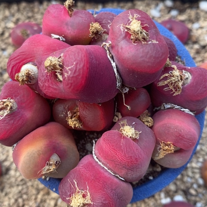 2330双头红蟠桃一组