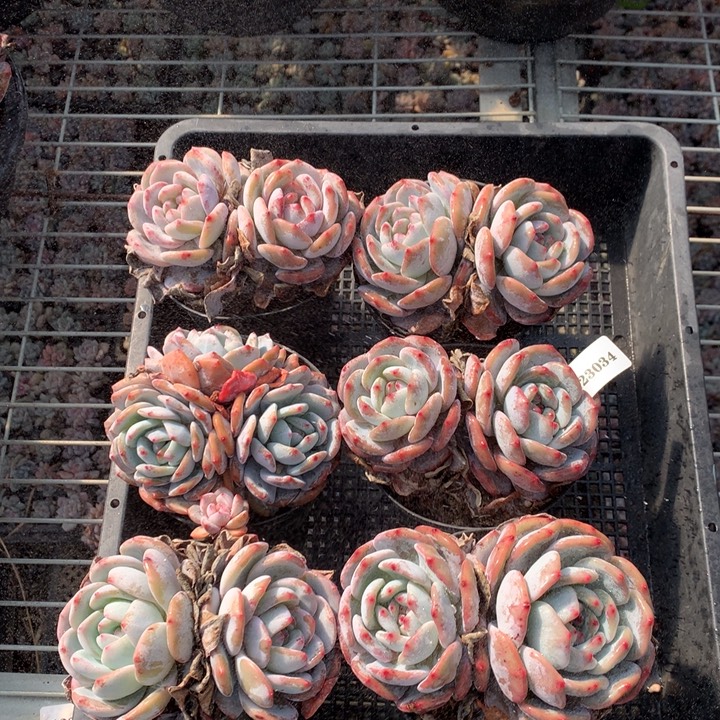 123034六个嗯嗯嗯嗯嗯嗯好