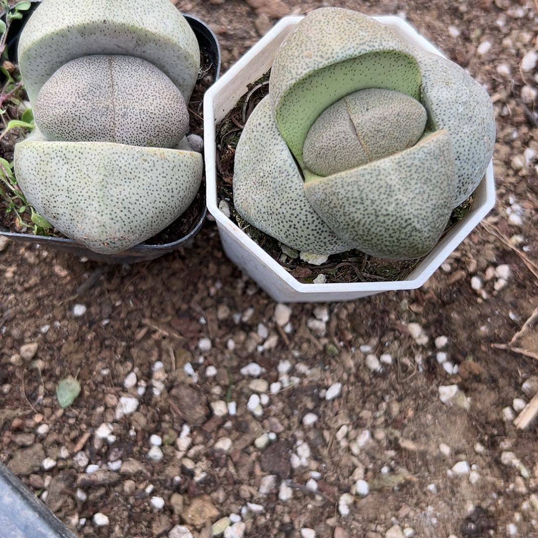 多肉植物两颗绿帝玉