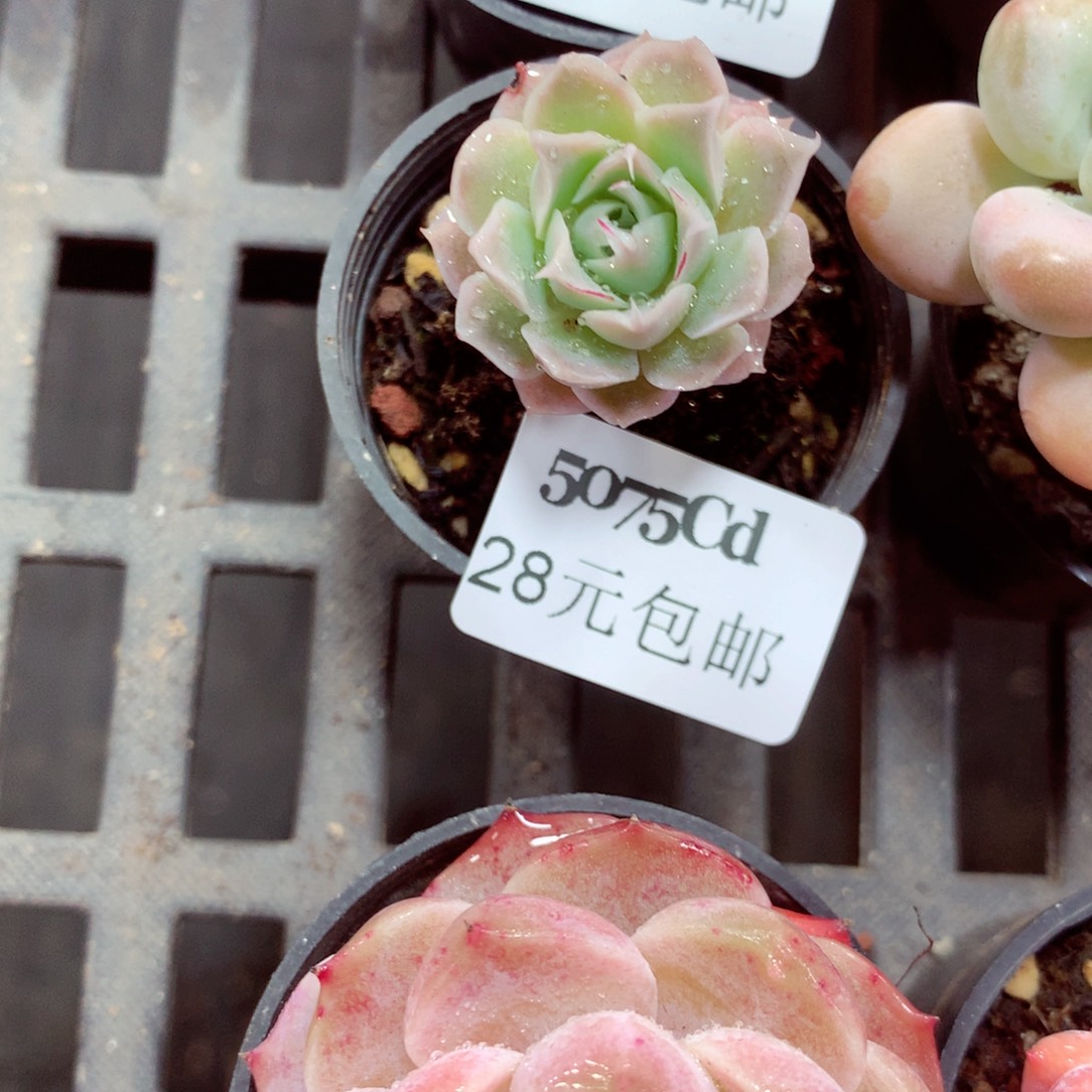 5厘米盆精控多肉5075