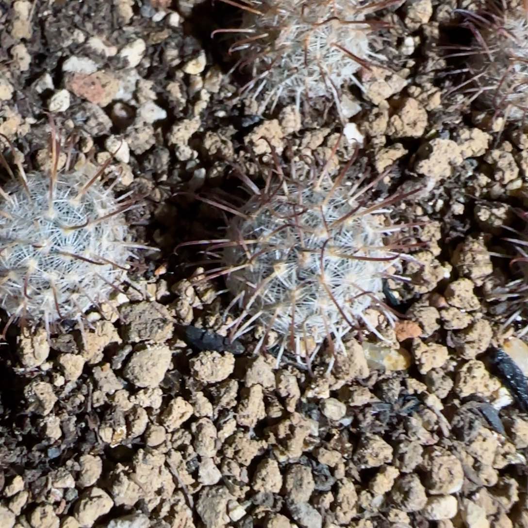 实生苍白旗多肉1.5