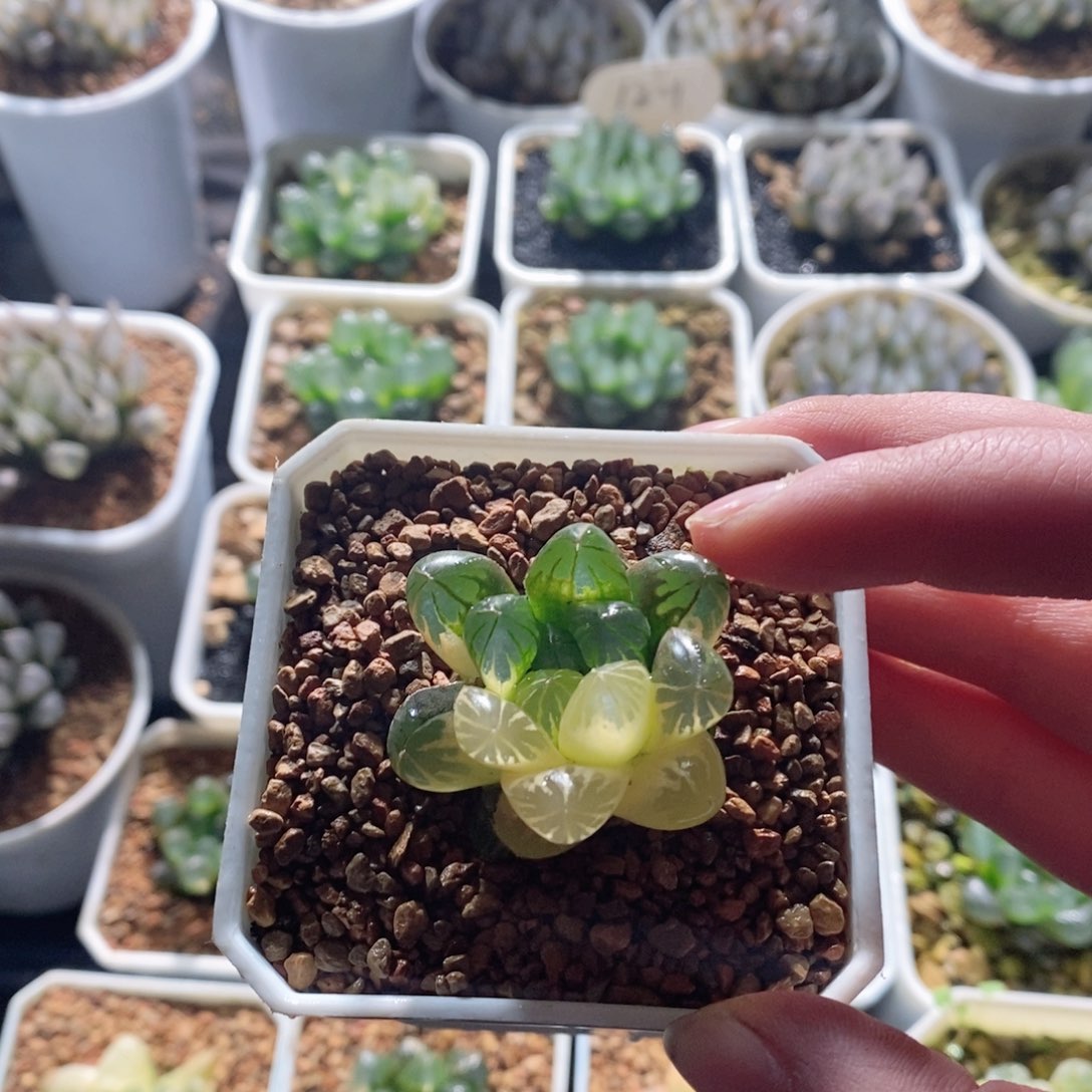 实生玉露锦多肉植物