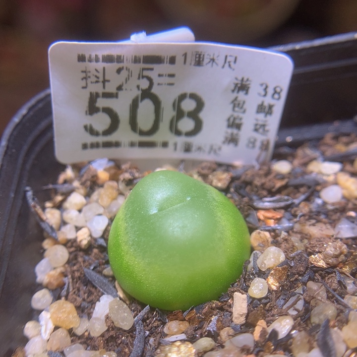 精品生石花25.508