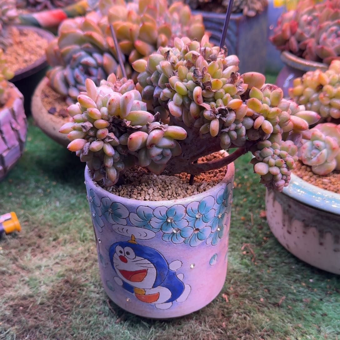 星影树缀无砍多肉