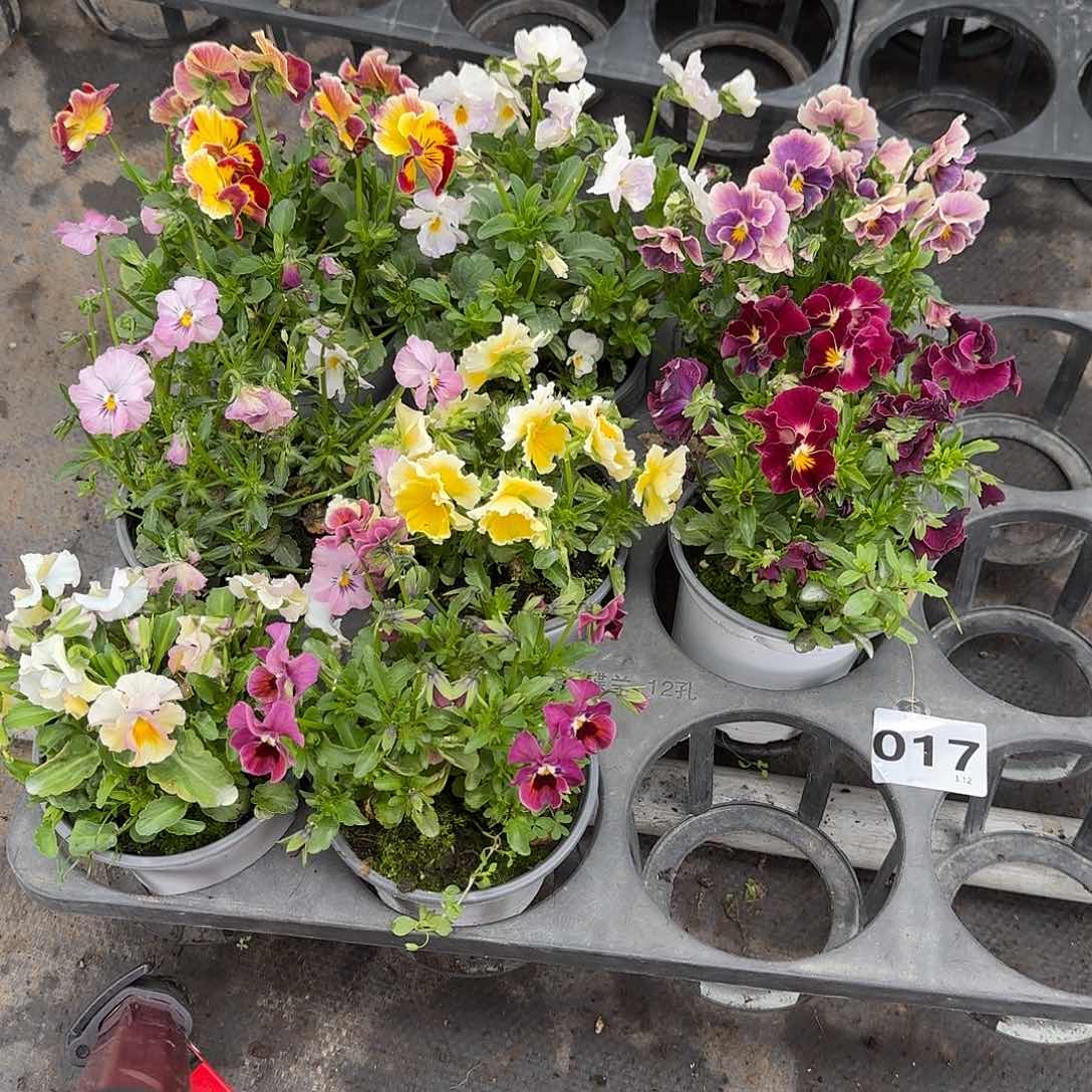 017号大花角堇清棚福利无售后