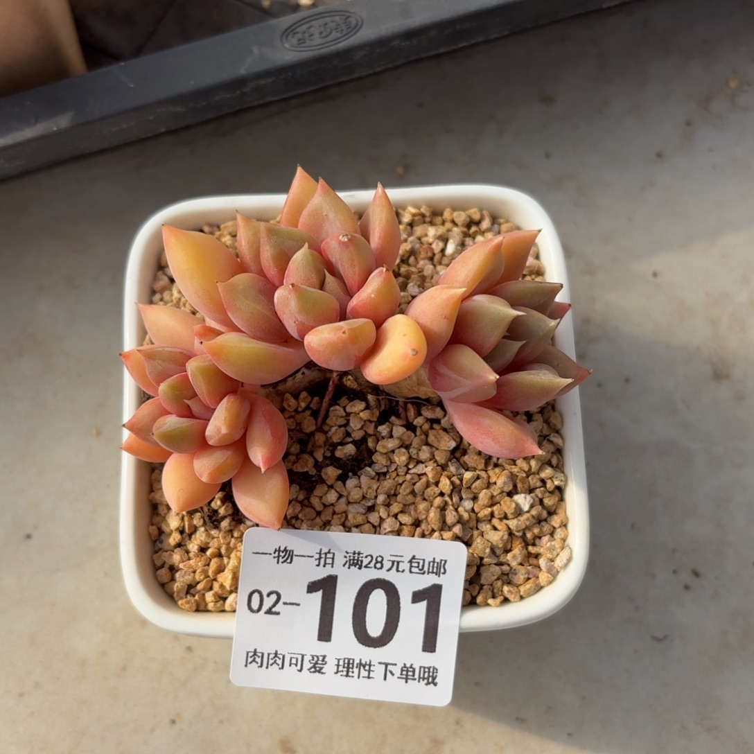 红象牙无盆土发货无