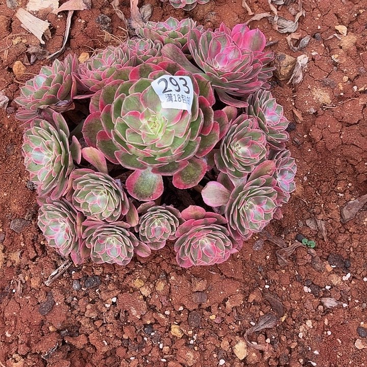 293云荷朵朵发发发