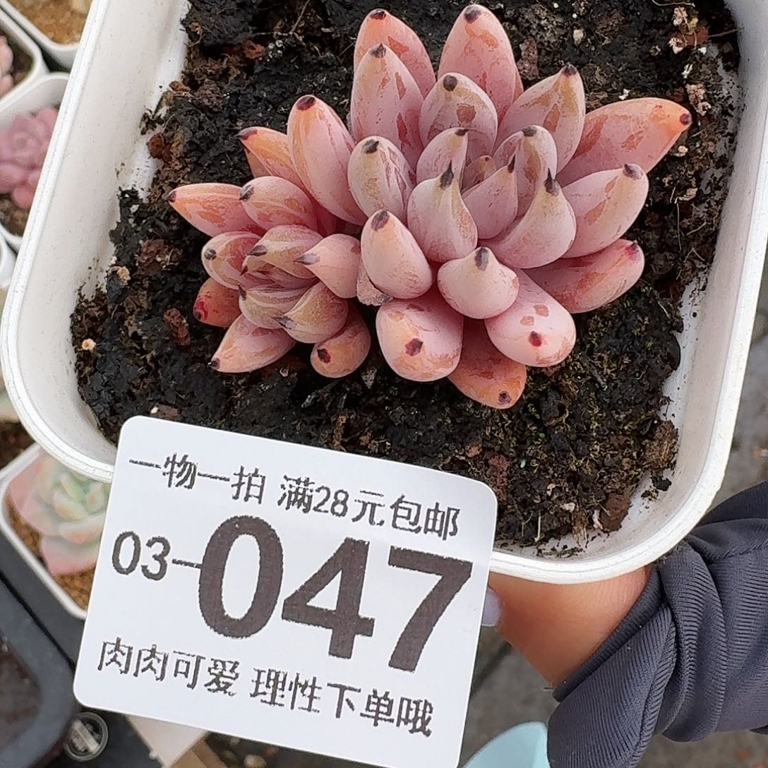 魔爪无盆土发货无盆