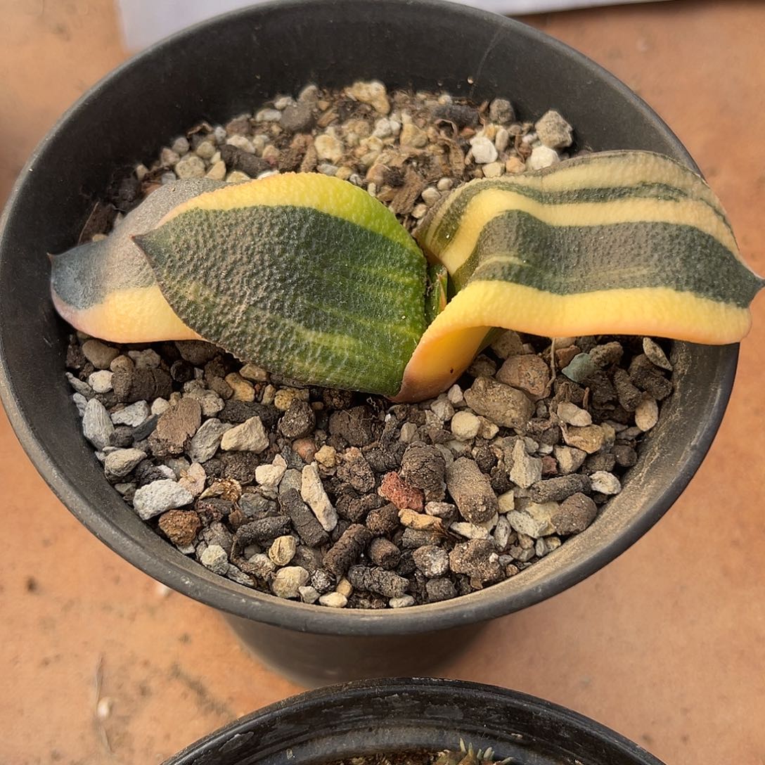 卧牛锦一物一拍下单包邮