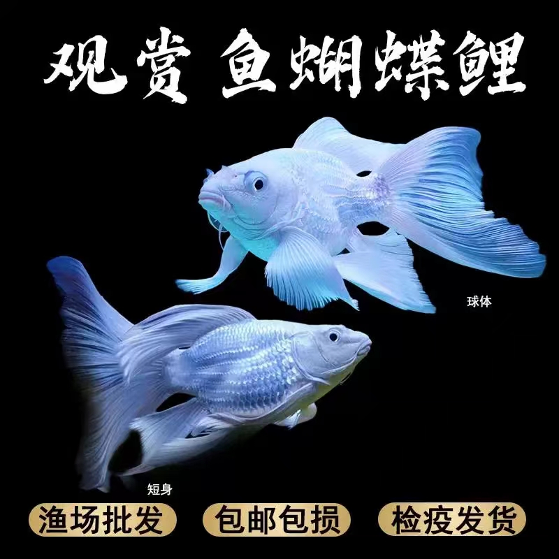 蝴蝶鲤短球18-21公分精品蝴蝶鲤鱼好养易养混养自家渔场