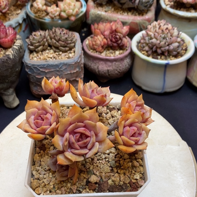 【闪购商品】粉蝶群