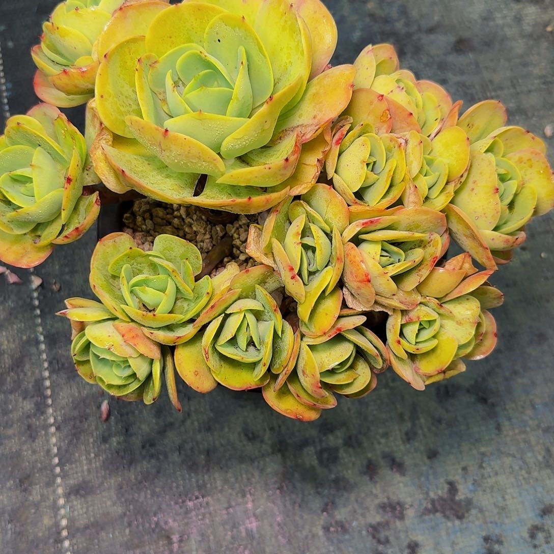 G*权多肉植物不带盆发货