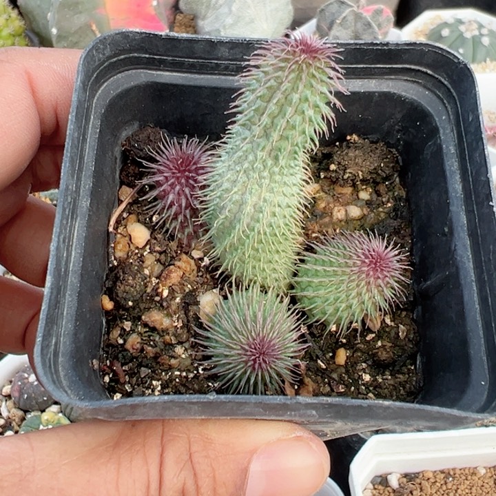 阿休罗非常非常好看