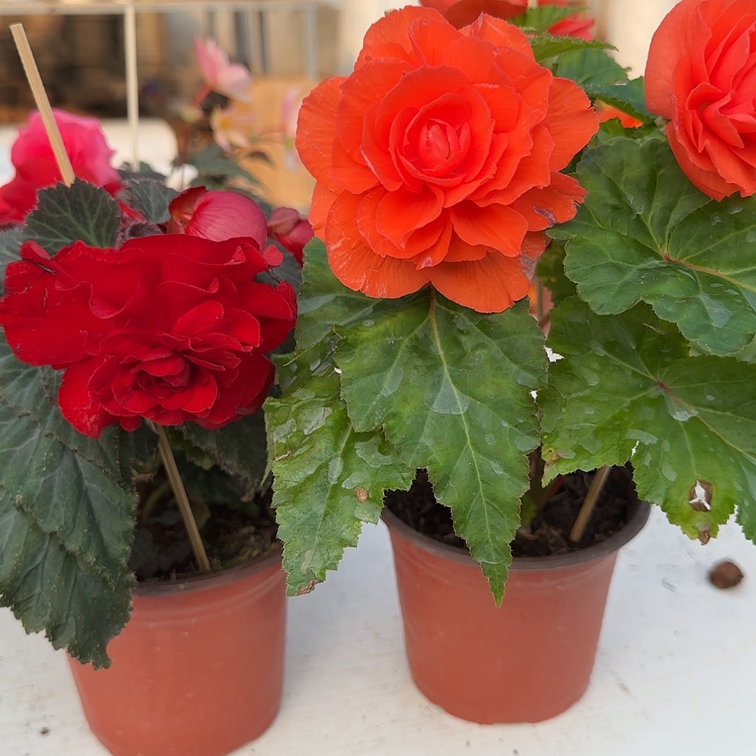 玫瑰红➕鲑鱼粉 夫妻海棠