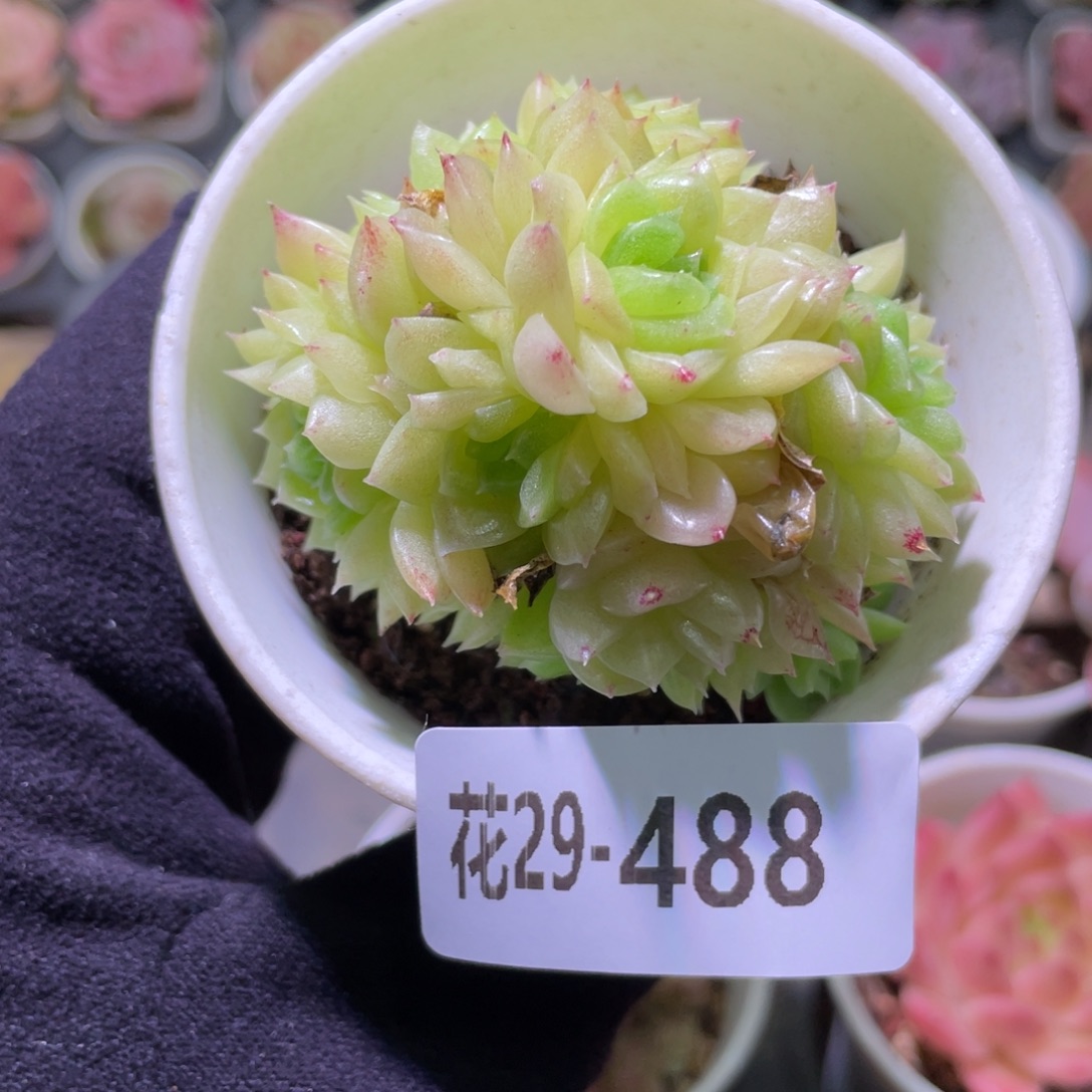 花利美29-488麦秆