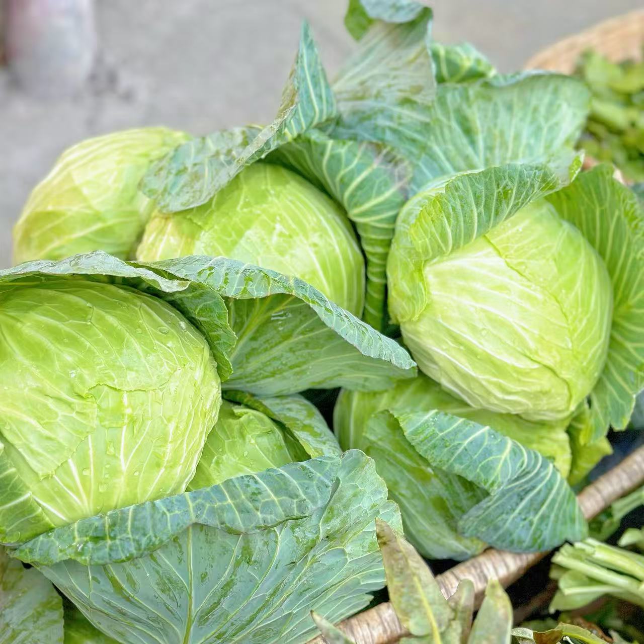 农家现摘新鲜包菜圆白菜绿甘蓝莲花白卷心菜包心菜农家自种