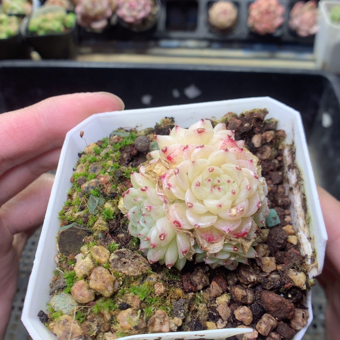 E75y y y y y y y y y