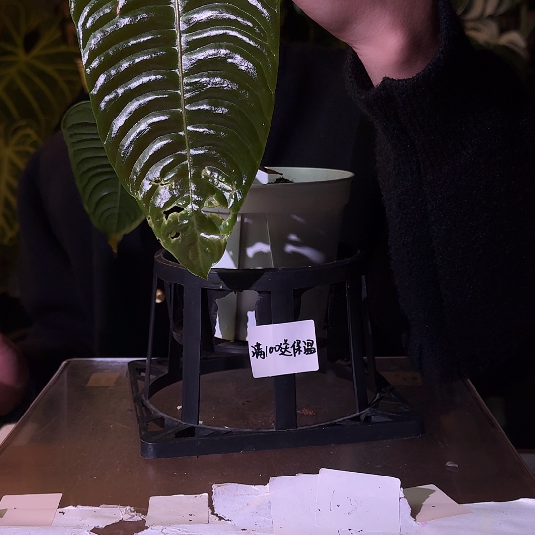 不开花植物H110火鹤王叶损无售后