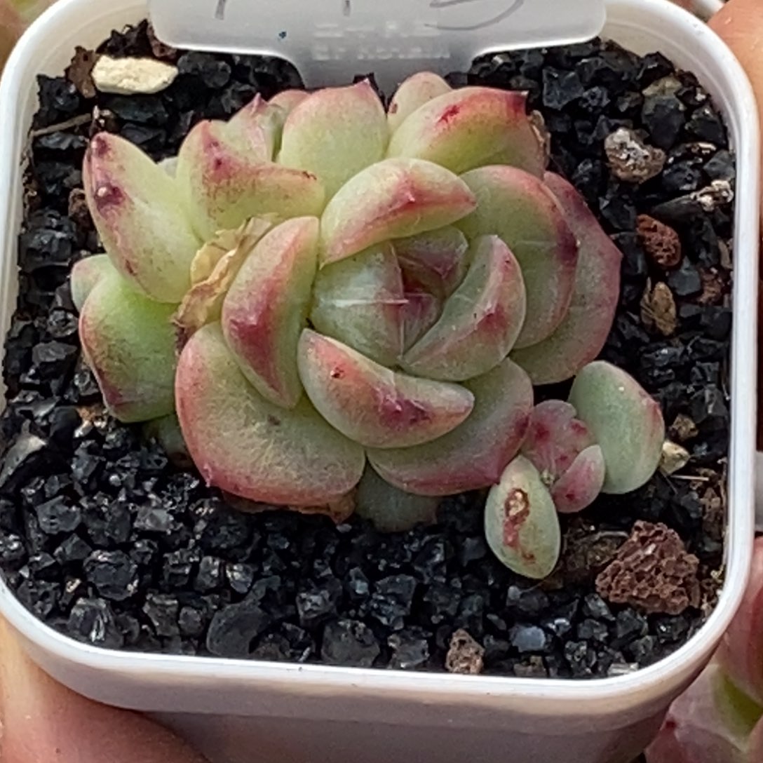 天官赐福百无禁忌