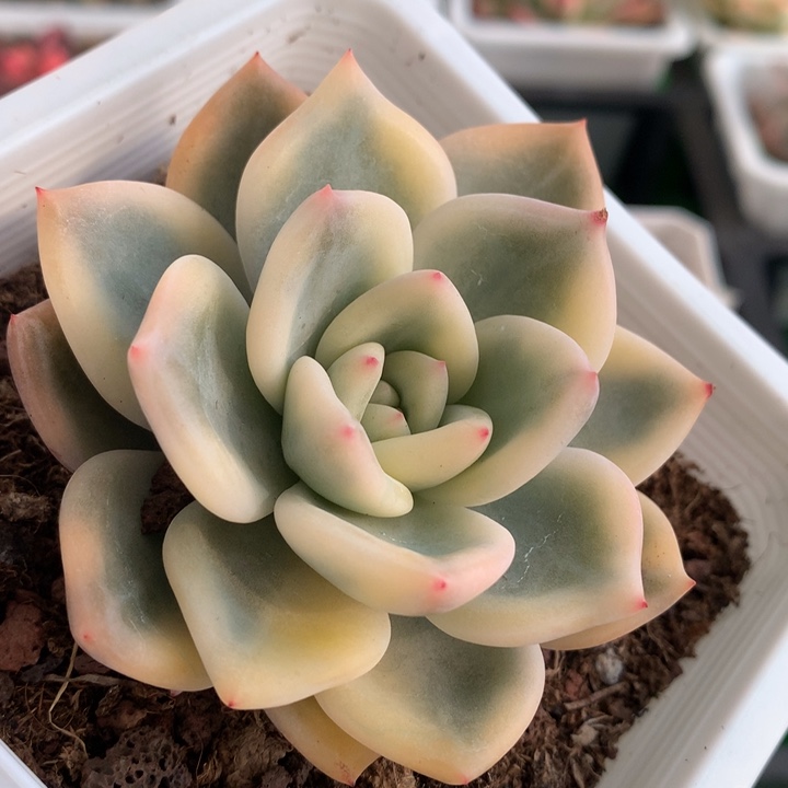 伊丽莎白锦，锦哥多肉