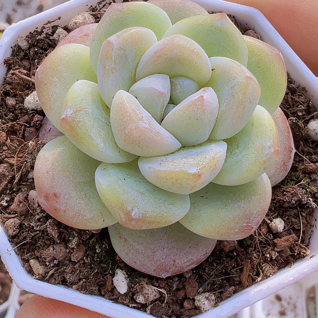 单头冰玉2颗19包邮