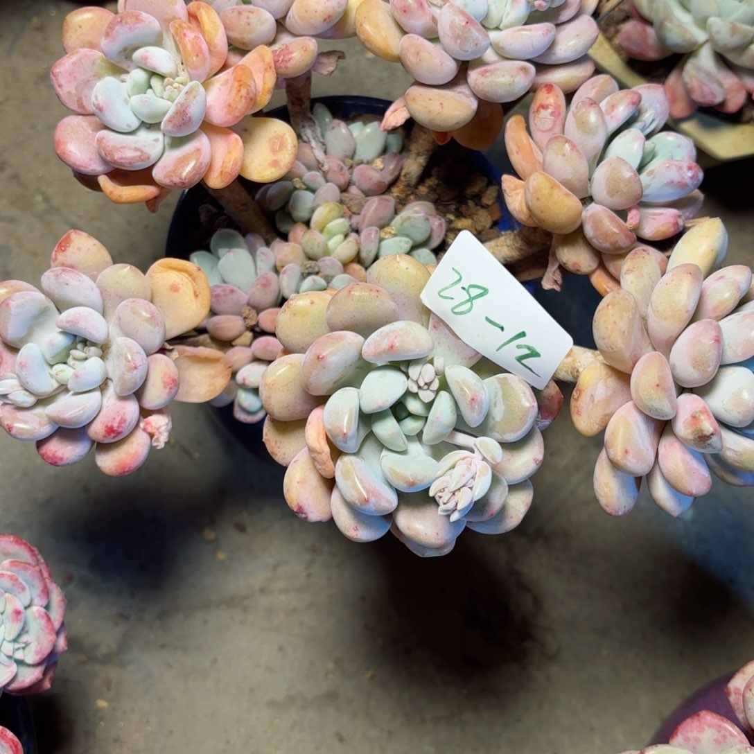 荷*儿花班鹿28-12。        