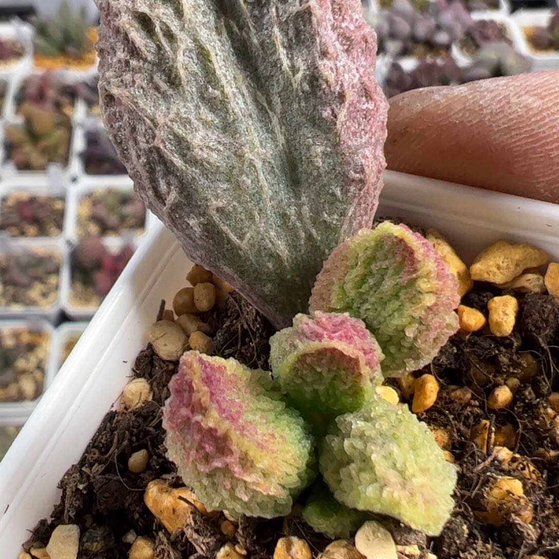 苍龙水泡多肉植物水泡