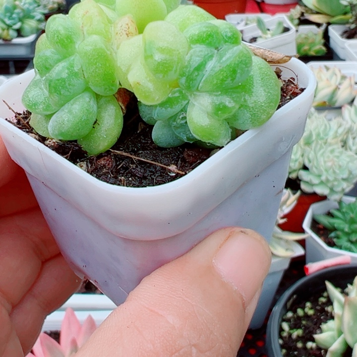 冰玉五头石话锦多肉植物