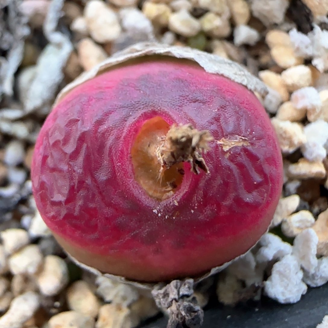 2.21。母本毛。  5031