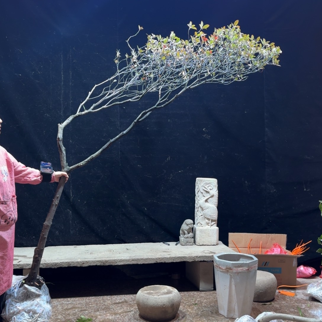 嗨***森完全开放春花造型树一物一拍