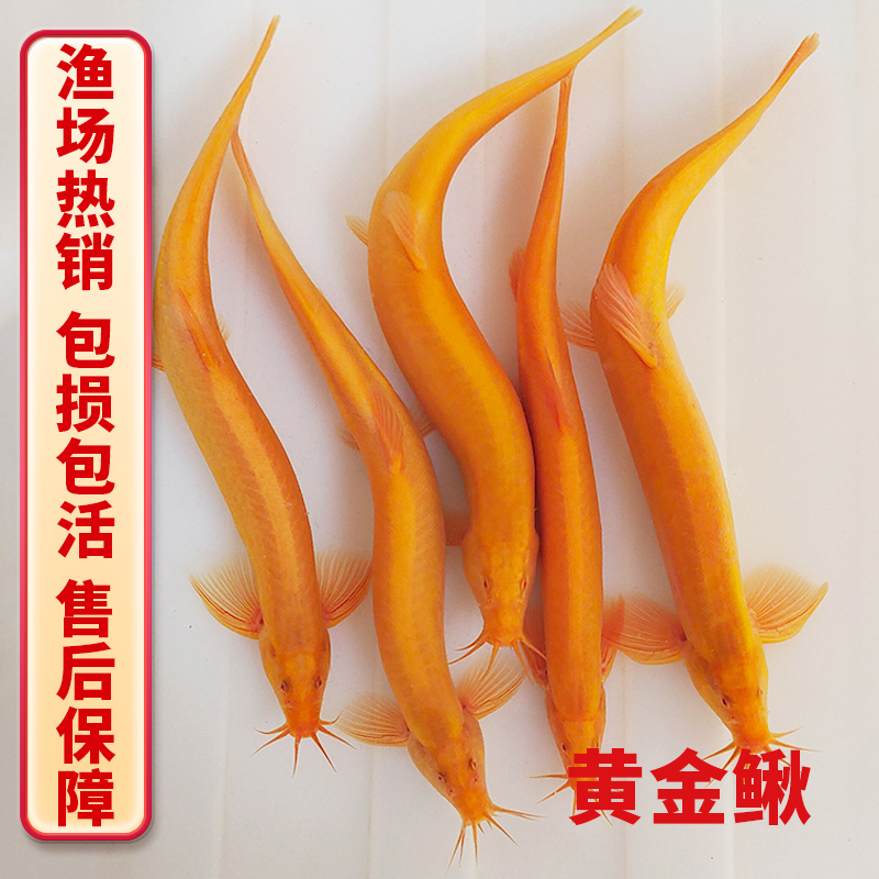 黄金泥鳅免换水懒人套装 生态缸除藻工具鱼观赏鱼