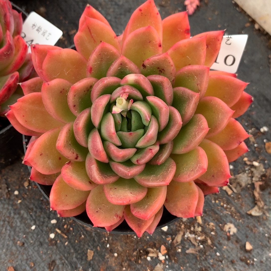 3410新年快乐发发发