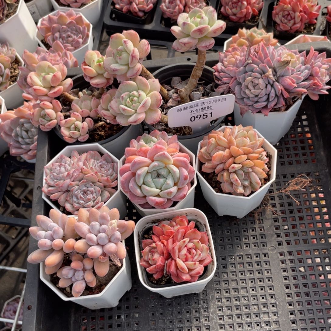 不包整散 盆子不售后0951