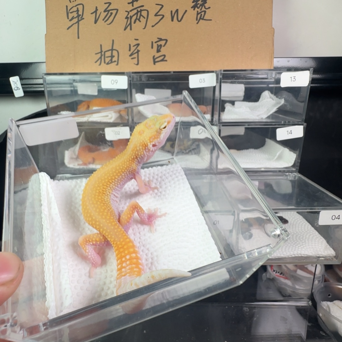 豹纹守宫无纹红眼暴龙妹妹