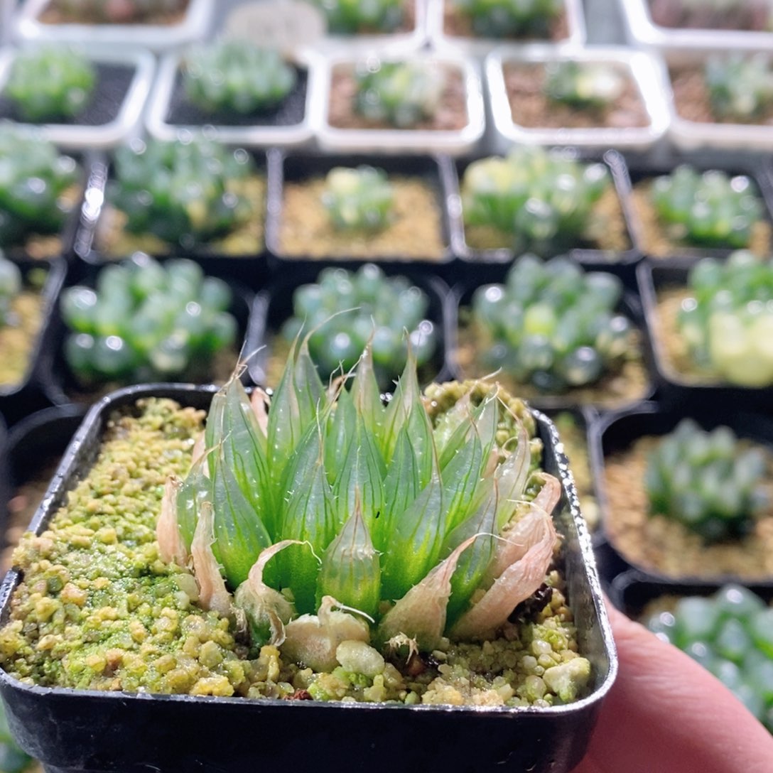 钻石实生针管玉露