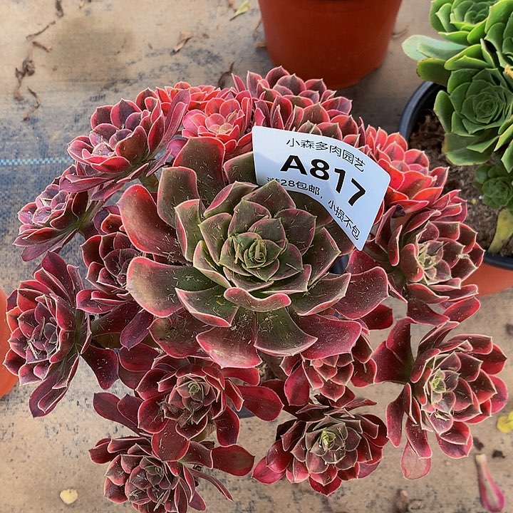 817金丝玫瑰不包生死