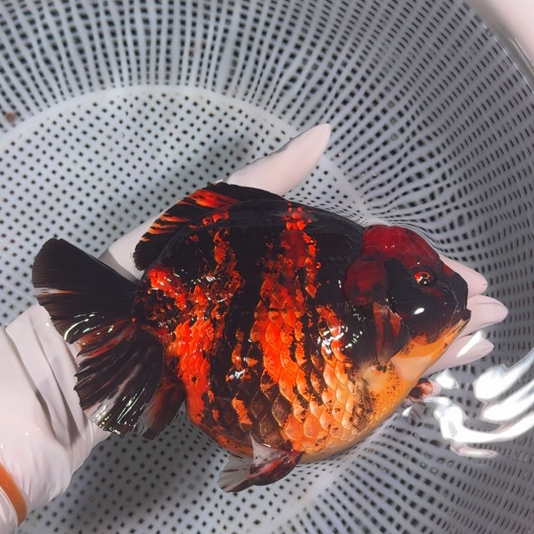 金鱼类不分公母16/17