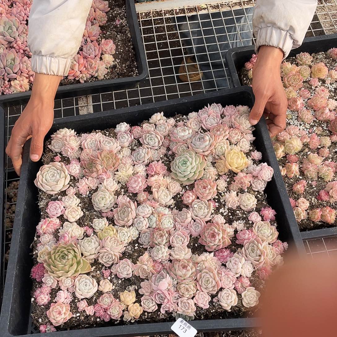 璐***瑶173。 定。                  