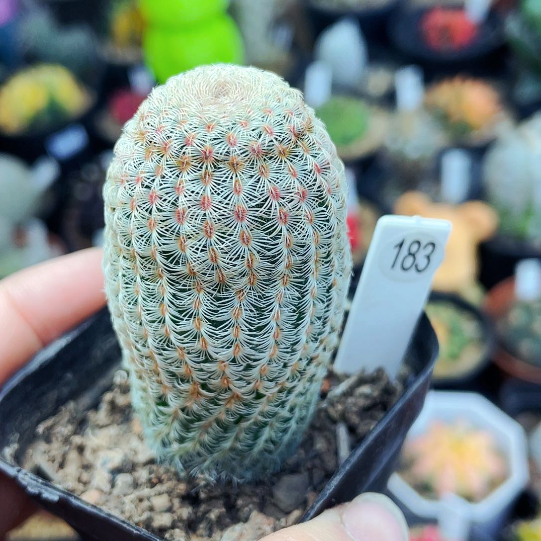 非偏远地区满25包邮仙人球