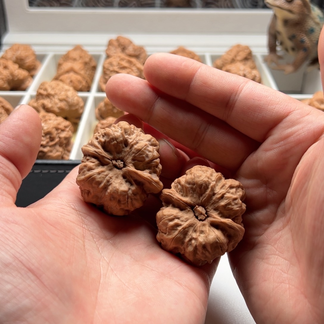 核桃把件延庆蛤蟆头